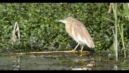 Squacco Heron
