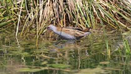 Little Crake