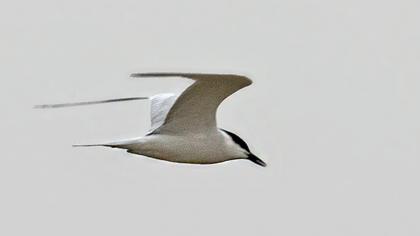 Gull-billed Tern