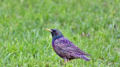 Common Starling