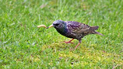 Common Starling