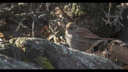 Dunnock