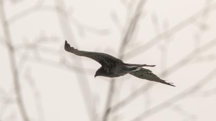 Short-toed Snake Eagle