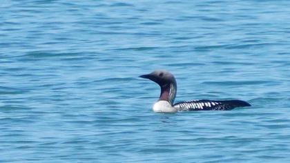 Black-throated Loon