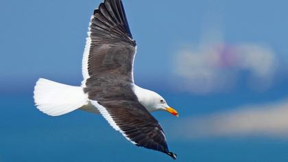 Lesser Black-backed Gull