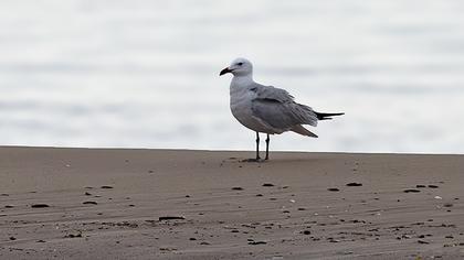 Audouin`s Gull