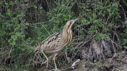 Eurasian Bittern