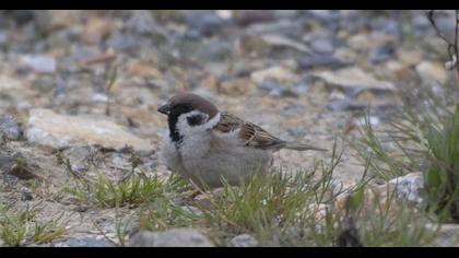Eurasian Tree Sparrow