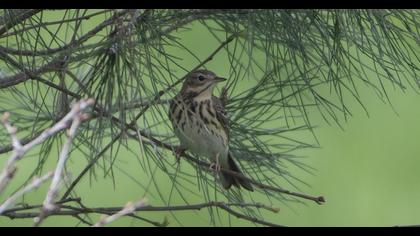 Tree Pipit