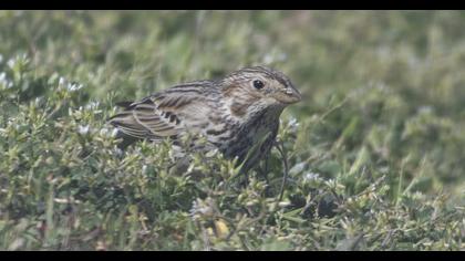 Corn Bunting