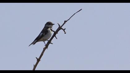 Semicollared Flycatcher
