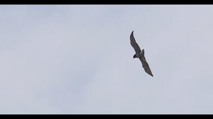 Short-toed Snake Eagle