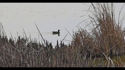 Common Moorhen