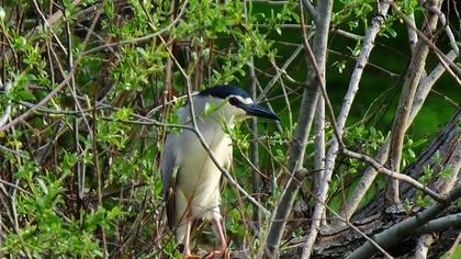 Black-crowned Night Heron