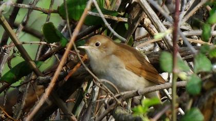 Common Nightingale