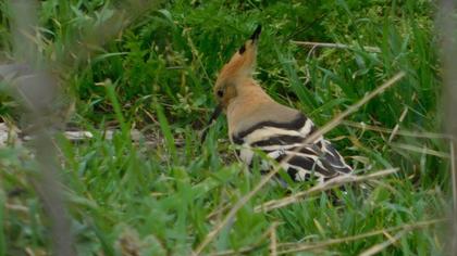 Eurasian Hoopoe