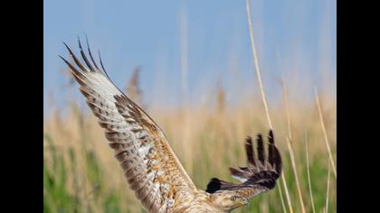 Long-legged Buzzard