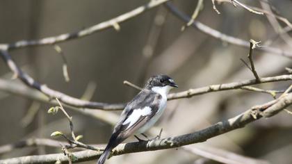 European Pied Flycatcher