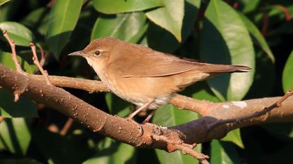 Savi`s Warbler