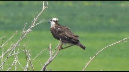 Western Osprey