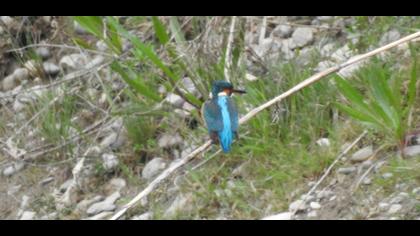 Common Kingfisher
