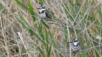 Pied Kingfisher