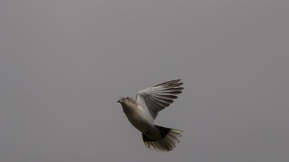 Eurasian Collared Dove
