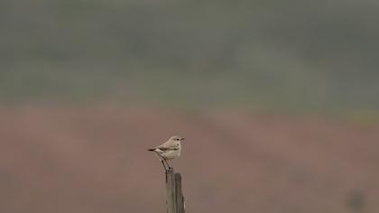 Isabelline Wheatear