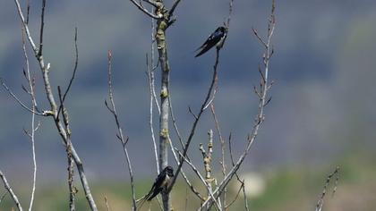 Barn Swallow