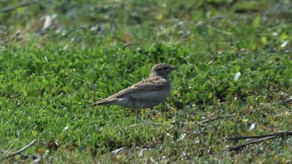 Greater Short-toed Lark