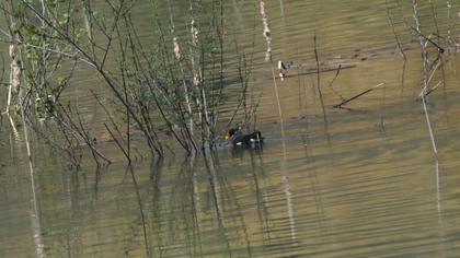 Common Moorhen