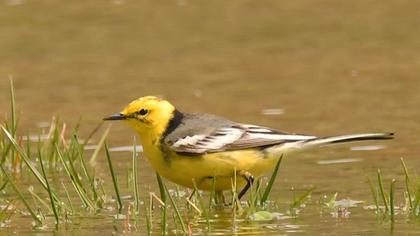 Citrine Wagtail