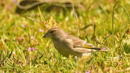 European Greenfinch