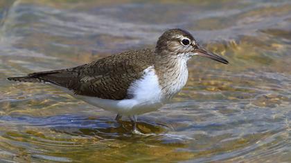 Common Sandpiper