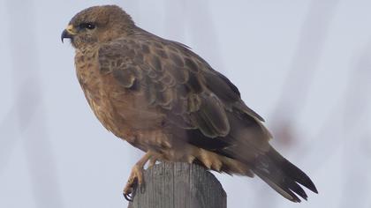 Common Buzzard