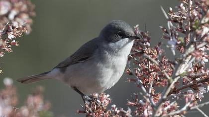 Lesser Whitethroat