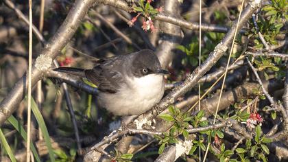 Eastern Orphean Warbler