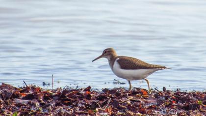 Common Sandpiper