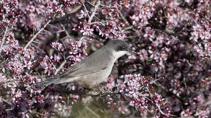 Eastern Orphean Warbler