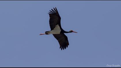 Black Stork