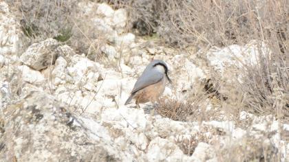 Western Rock Nuthatch