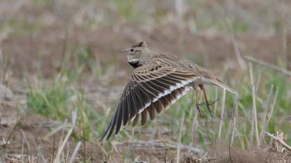 Calandra Lark