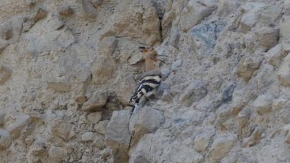 Eurasian Hoopoe