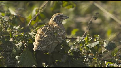 Common Quail