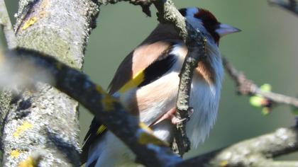 European Goldfinch