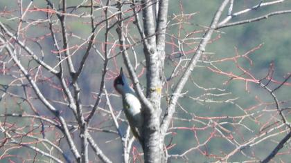 European Green Woodpecker