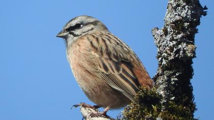 Rock Bunting