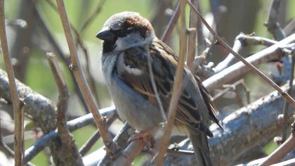 House Sparrow