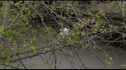 Semicollared Flycatcher