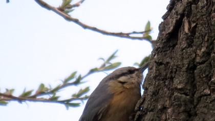 Eurasian Nuthatch
